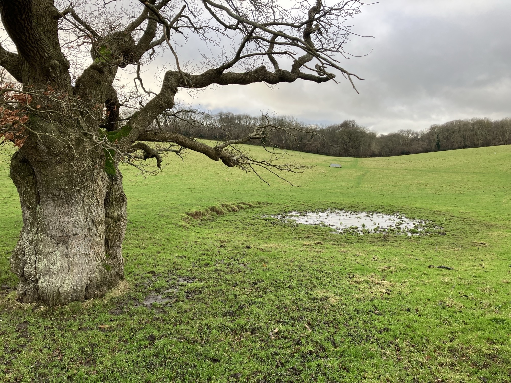 Dew pond near Acrise Place (not KCC copyright).jpg